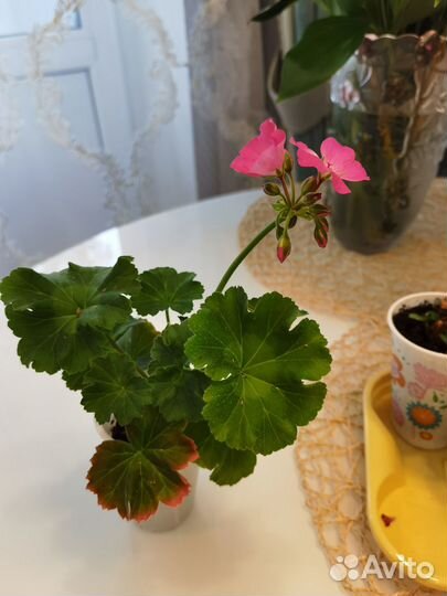 Цветы комнатные Герань,Пеларгония