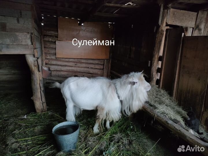 Продаются козы