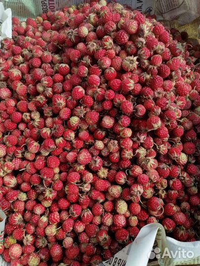 Земляника. Лесная клубника. Клубника. Виктория