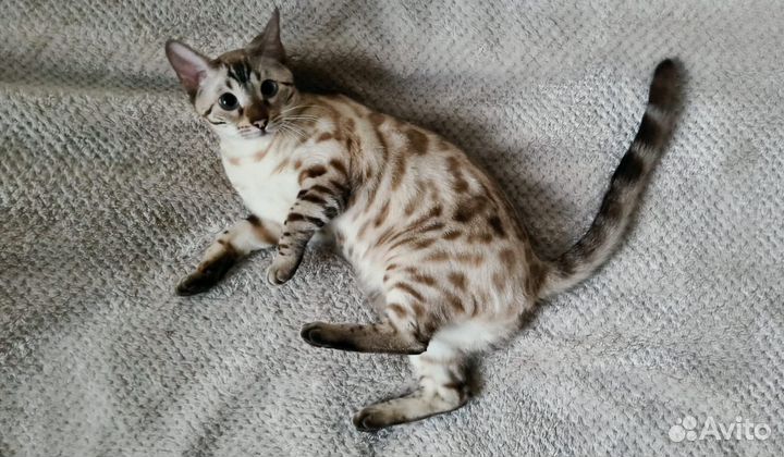 Бенгальская кошка
