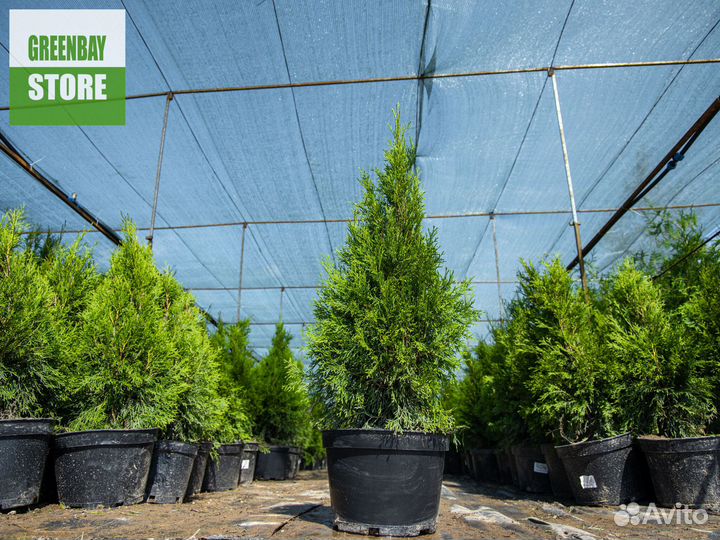 Туи смарагд 0,8 м свежая копка 2023