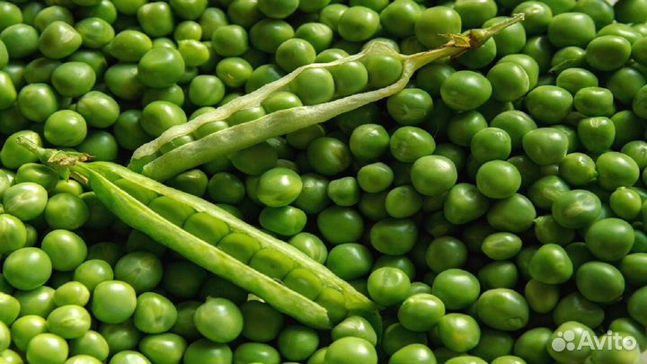 Горох (семена)