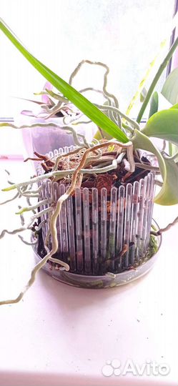 Горшок для орхидей 5 шт корона кашпо
