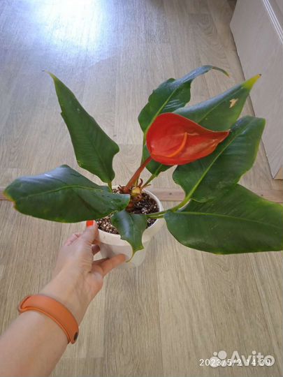 Антуриум Шерцера