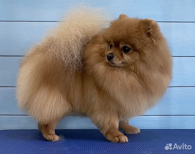 Стрижка/груминг шпица