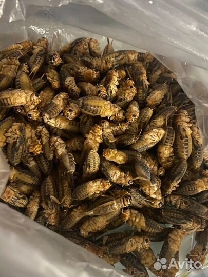 Сверчки банановые