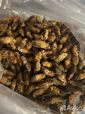 Сверчки банановые