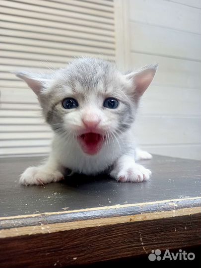 Охос азулес котята