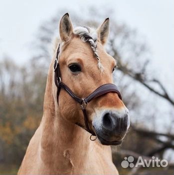 Лошадь в аренду