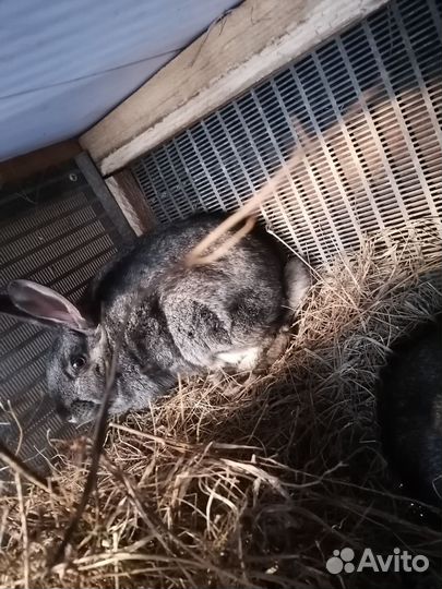 Кролики мясных пород