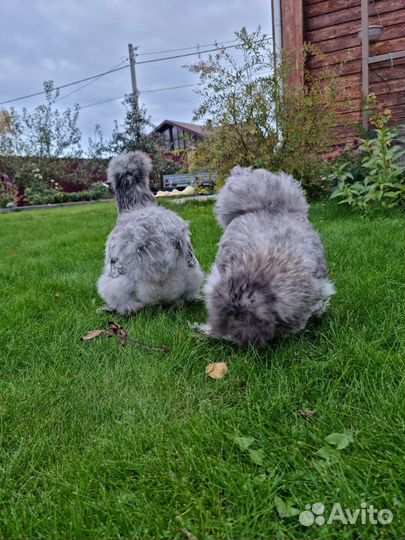 Китайские шелковые