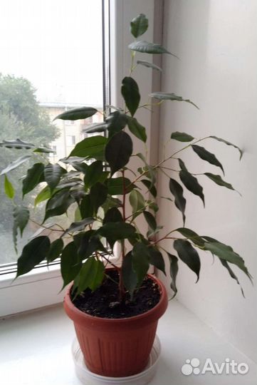 Фикус бенджамина