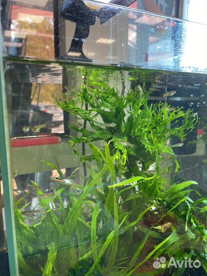 Аквариумные рыбки. Гуппи эндлера