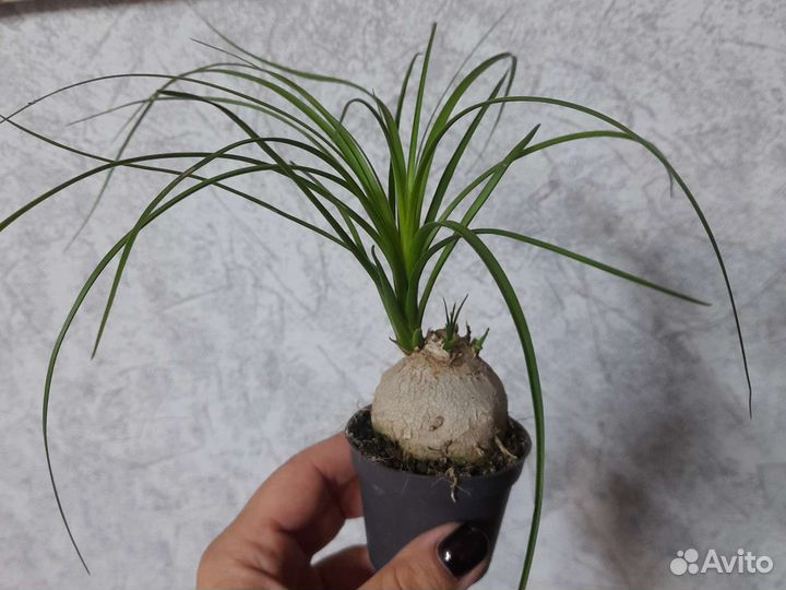 Бокарнея нолина