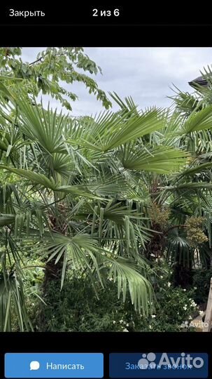 Пальма трахикарпус