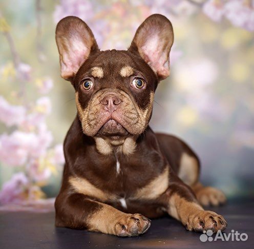 Французский бульдог, подрощенный мальчик