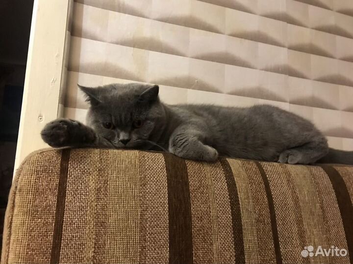 Британец на вязку
