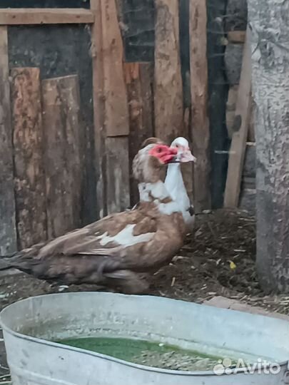 Утята мускусной утки (индоутки)