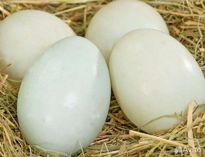 Утиные яйца