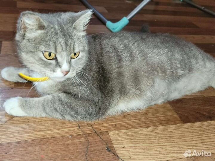 Кошка в добрые руки