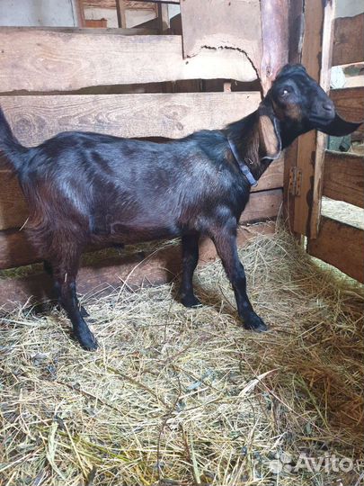 Англо нубийские козы