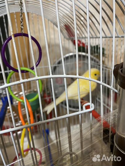 Канарейка самка