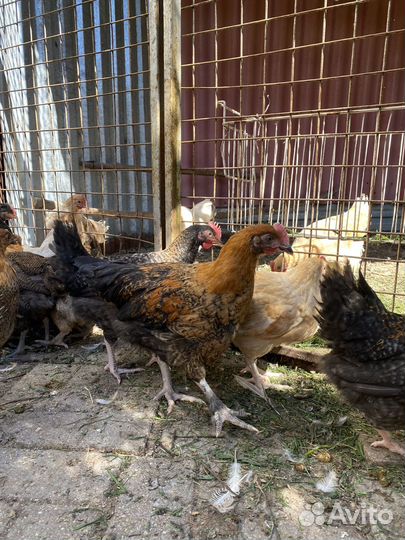 Доминанты с цветным яйцом