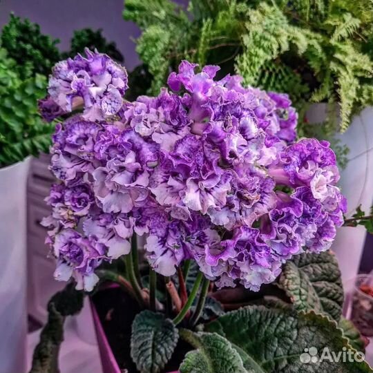 Стрептокарпус LM-Дед Мороз