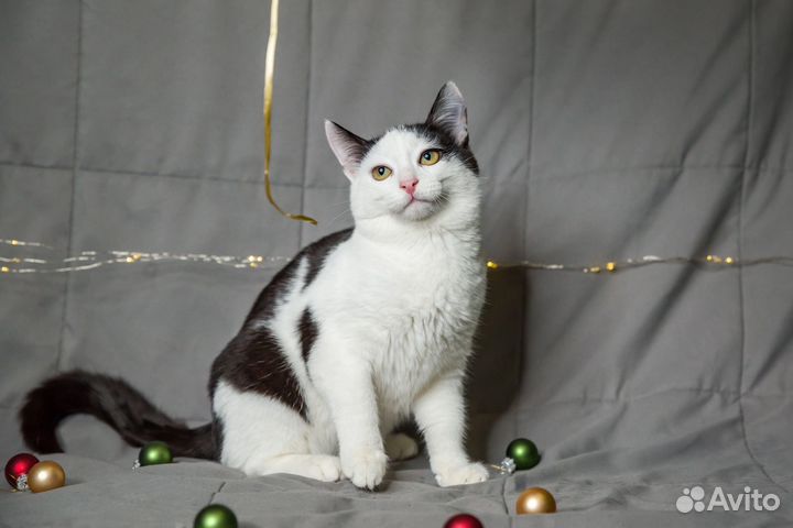 Ласковый и молодой котик