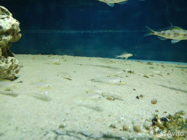 Xenotilapia sp. «papilio» msalaba(оз.Танганьика)