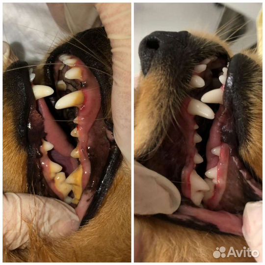 Ветеринарный врач онлайн консультации