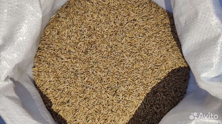 Пшеница овес просо ячмень семечки кукуруза зерно
