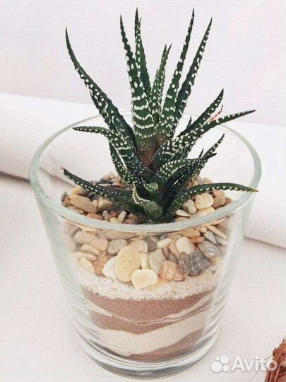 Цветы в подарок