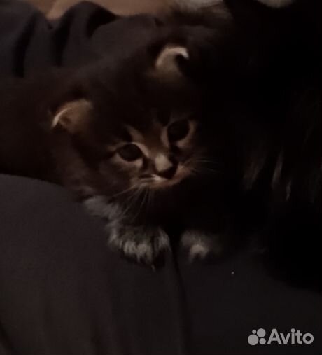 Сибирская+британец