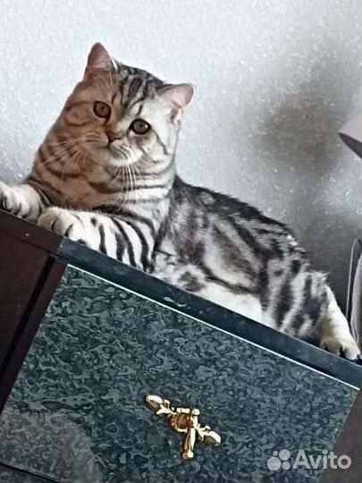 Шотландский кот вязка