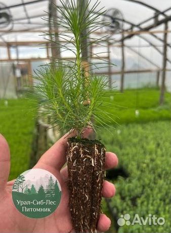 Сеянцы зкс Сосна окс Ель Лиственница Горная