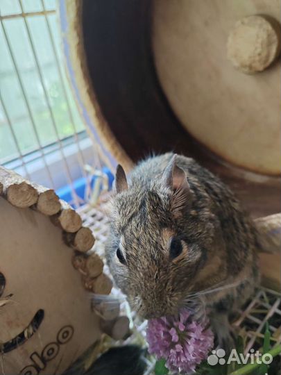 Чилийская белка Дегу