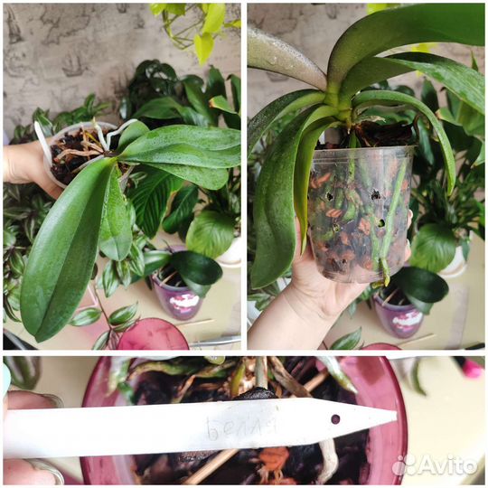 Орхидея фаленопсис