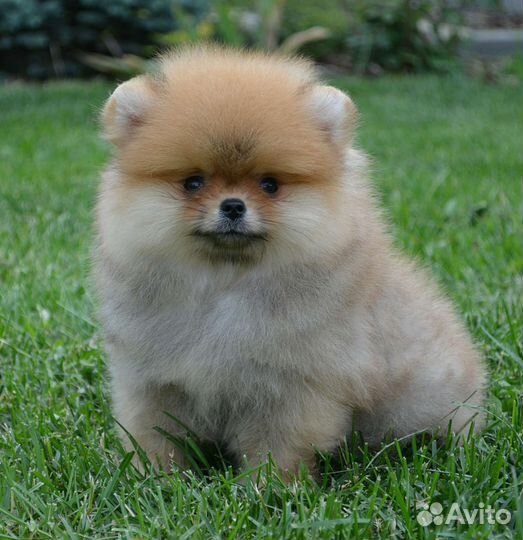 Померанский шпиц, мальчик