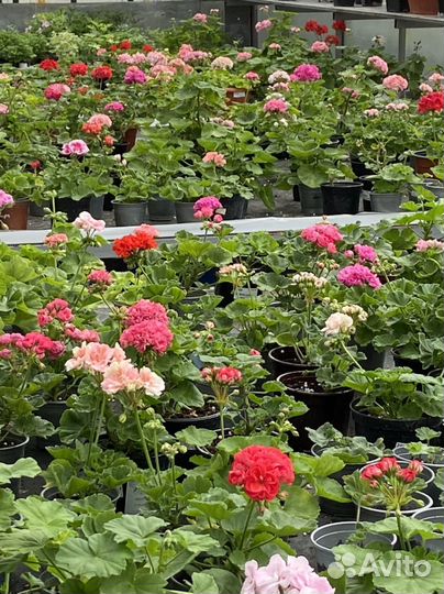 Пеларгонии сортовые