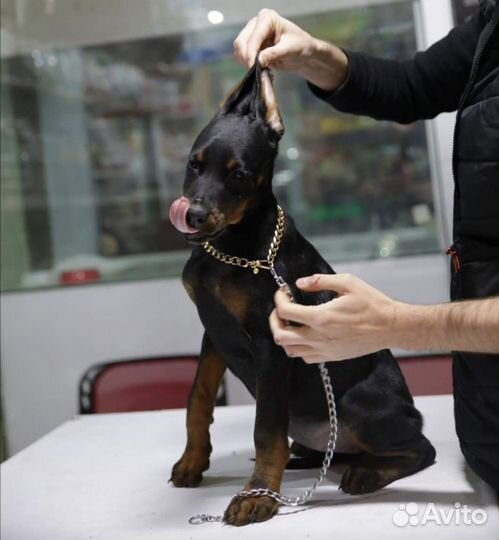 Настоящий Доберман Здесь