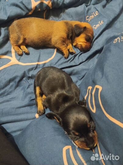 Щенки таксы