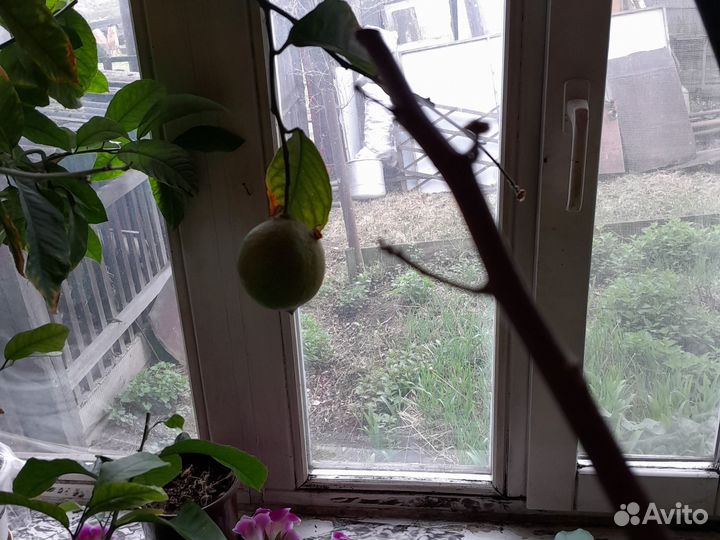 Саженцы плодоносящего лимона