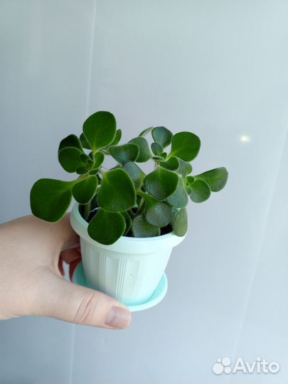 Аихризон (Дерево любви)