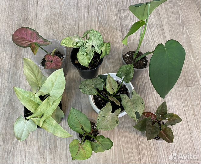 Сингониумы Сортовые Серый Призрак, Орм Нак, Т-24