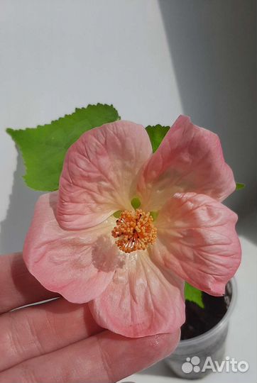 Абутилон, бальзамин ампельный орхидейный