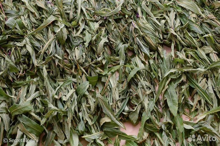 Иван чай свежий