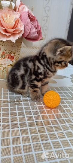 Шотландский кот для вязок