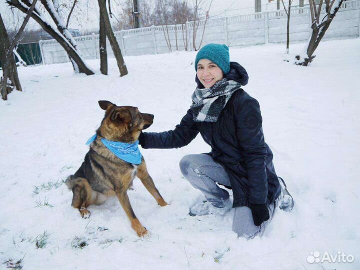 Собака улыбака Кекс в добрые руки