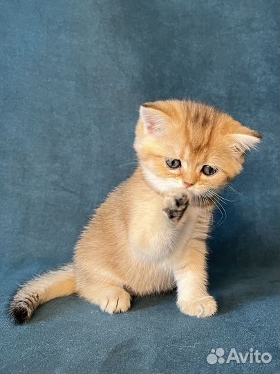 Котёнок девочка золотого окраса